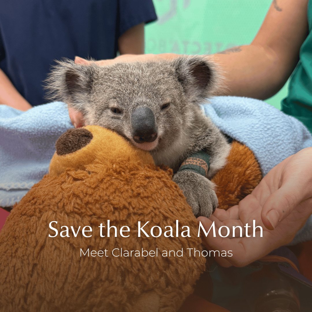 Save the Koala Month, Feel Good Stories, Australia