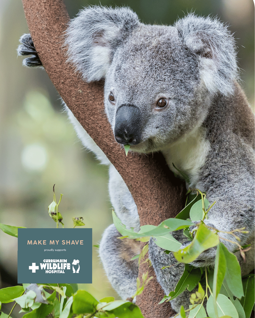 Koala climbing a tree with a 'Make My Shave' and Currumbin Wildlife Hospital logo in the corner.