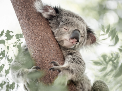 womens razor subscription 