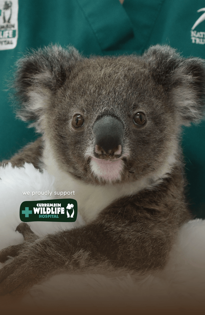 Make My Shave Koala Ears recovering in hospital at Currumbin Wildlife Hospital