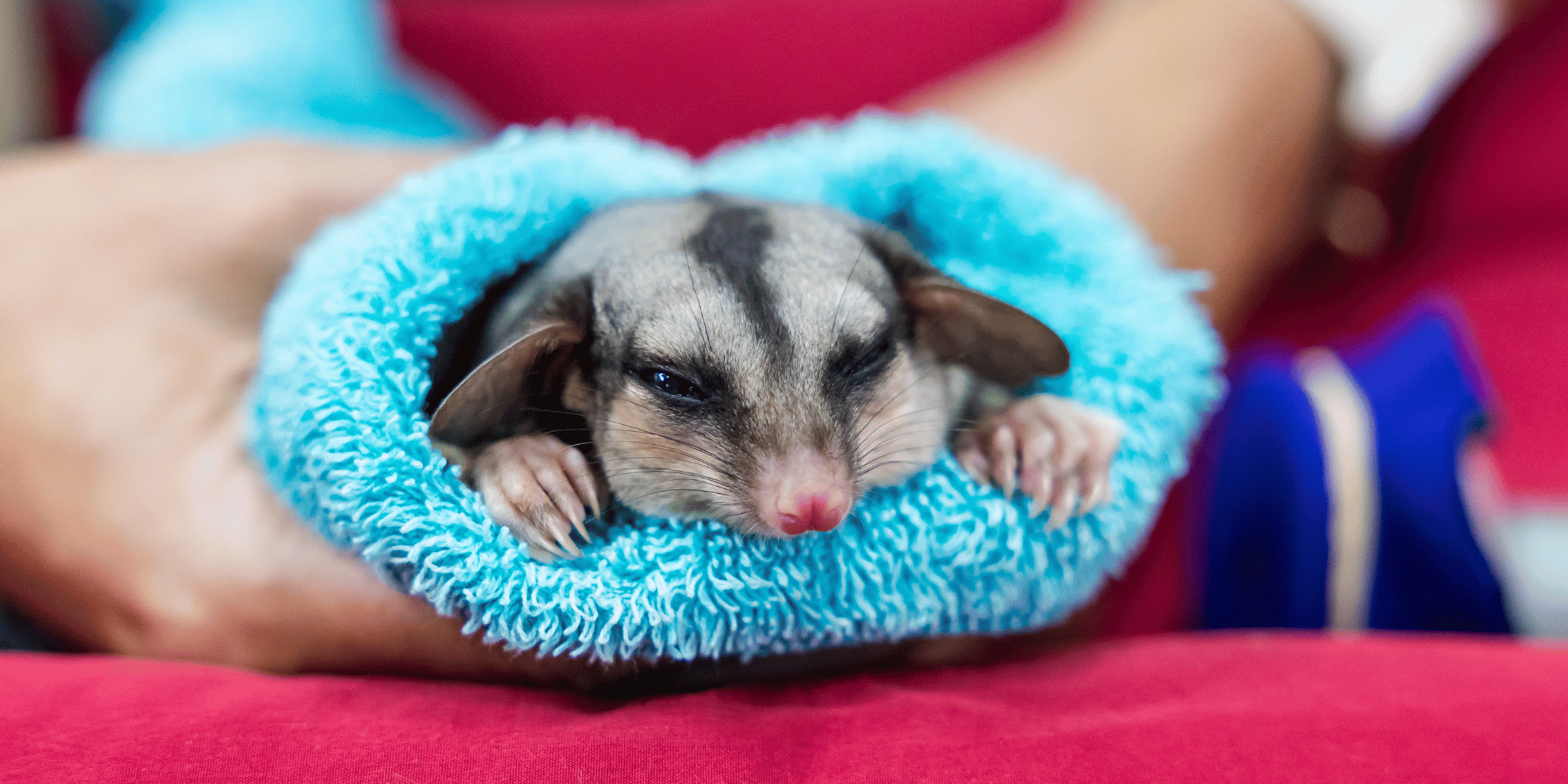 Small animal, squirrel glider glider wrapped in a blue towel held by a person. Make My Shave's sustainable razor and metal dermaplaner supports Currumbin Wildlife Hospital 