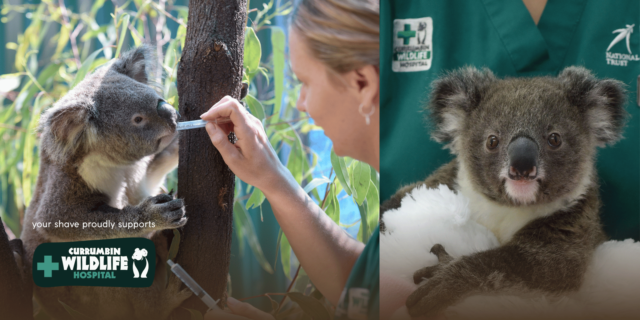 Make My Shave Koala ears recovering at Currumbin Wildlife Hospital. Sustainable shave care with Make My Shave. 