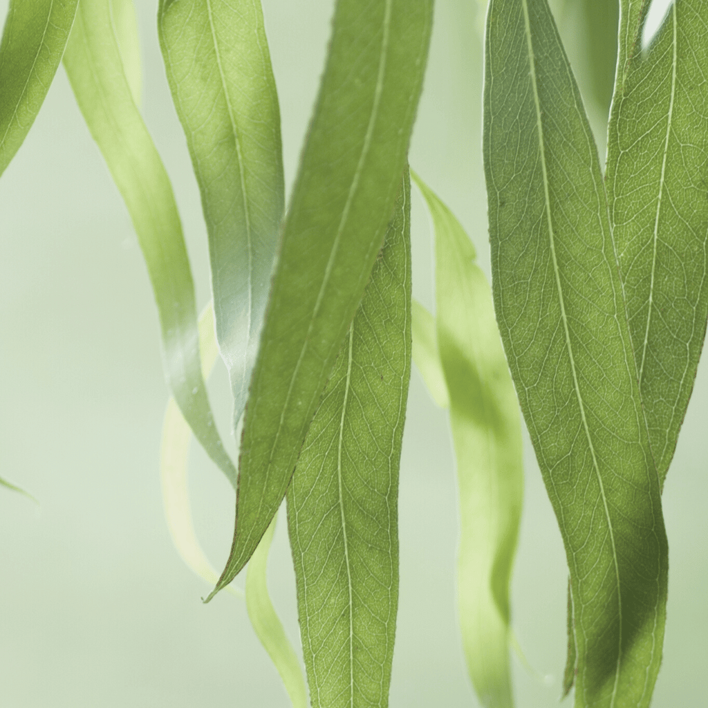 Sustainable razors by Make My Shave