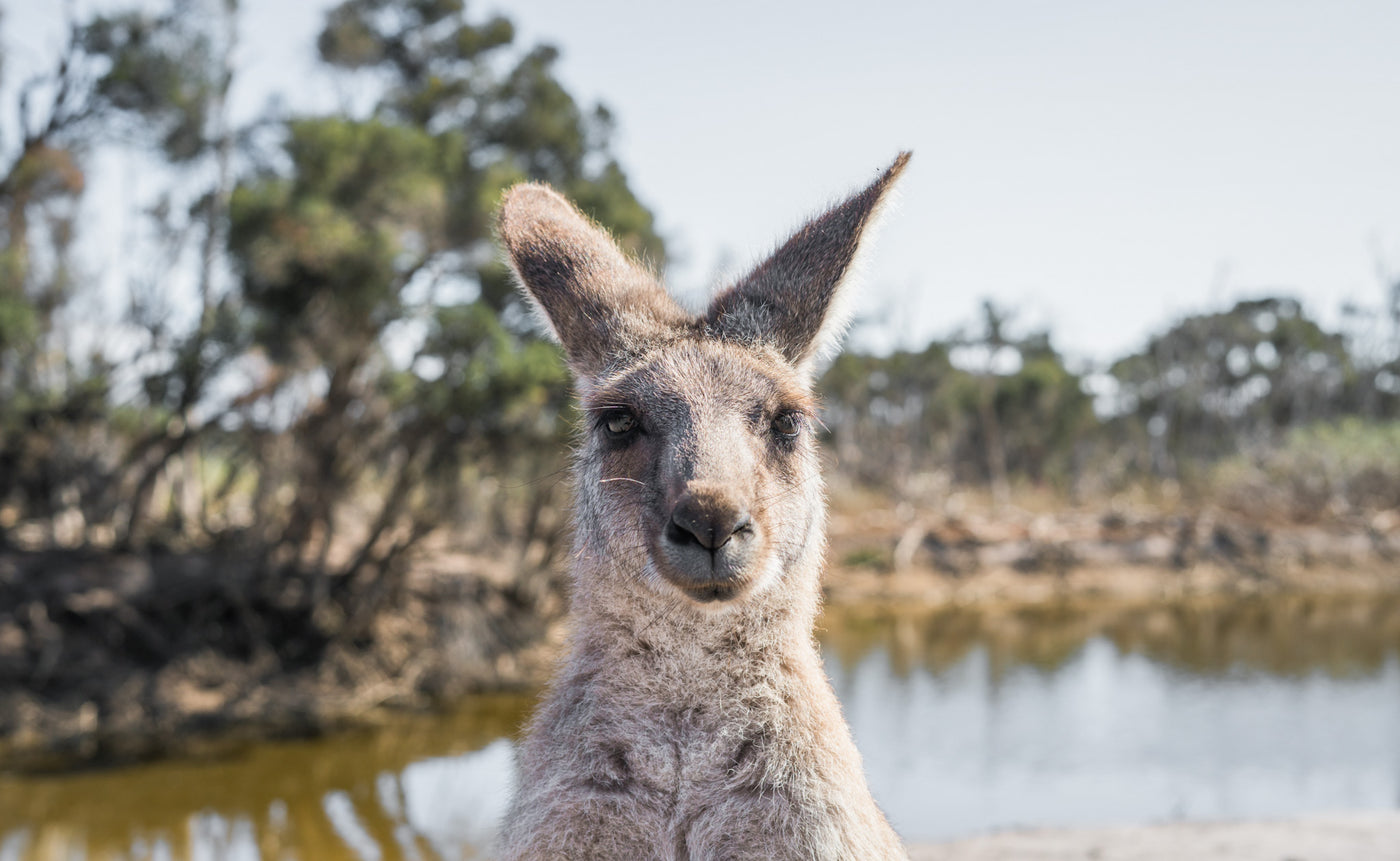 Sustainable Womens Razor Australia